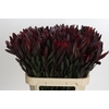 Leucadendron Saf Sunset Dark R.