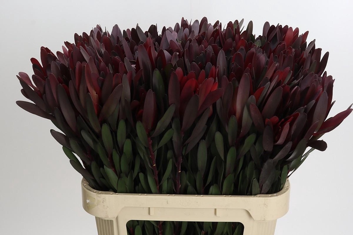 <h4>Leucadendron Saf Sunset Dark R.</h4>