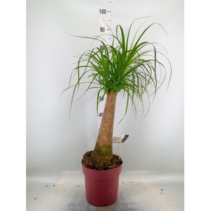 Beaucarnea recurvata