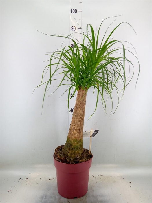 <h4>Beaucarnea recurvata</h4>