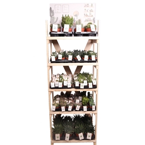 Houten display cactus en succulent met prickly etiket