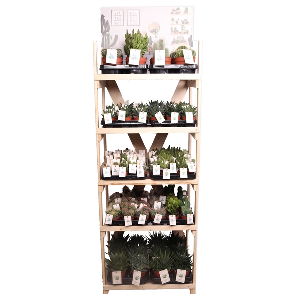 <h4>Houten display cactus en succulent met prickly etiket</h4>