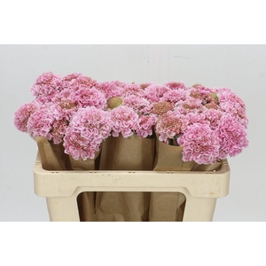 Scabiosa Scoop Cherry Vanilla