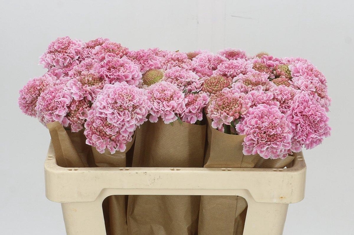 <h4>Scabiosa Scoop Cherry Vanilla</h4>