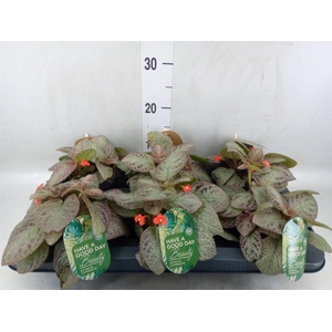 Episcia cupreata 'Tierra Plata'