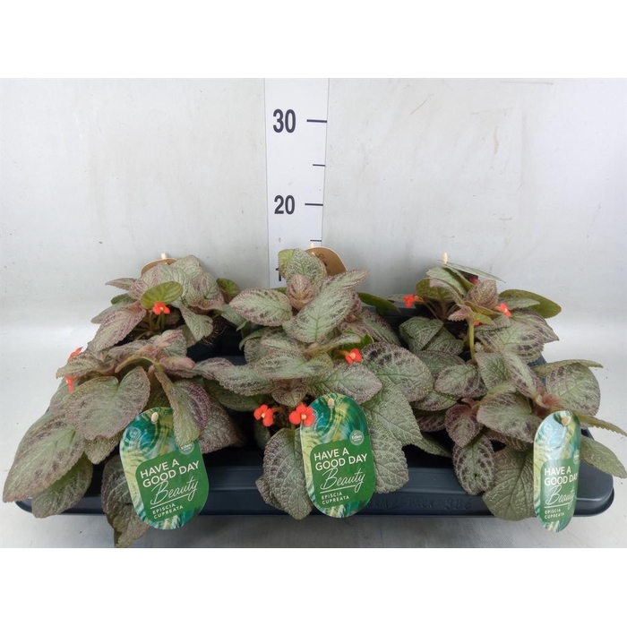 <h4>Episcia cupreata 'Tierra Plata'</h4>