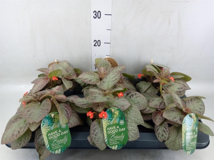 <h4>Episcia cupreata 'Tierra Plata'</h4>