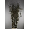 Salix kronkelwilg