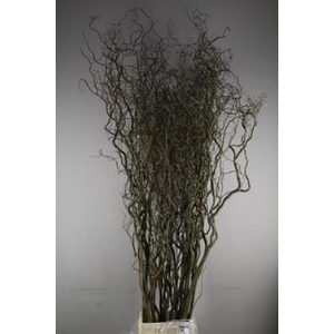 Salix kronkelwilg