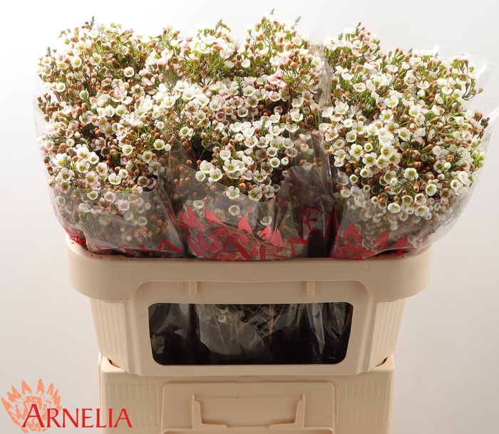 <h4>Chamelaucium Morning Delight</h4>