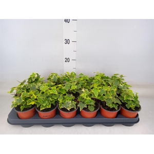 Hedera helix 'Goldchild'