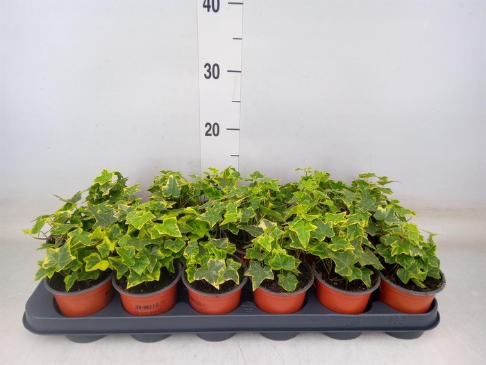 <h4>Hedera helix 'Goldchild'</h4>