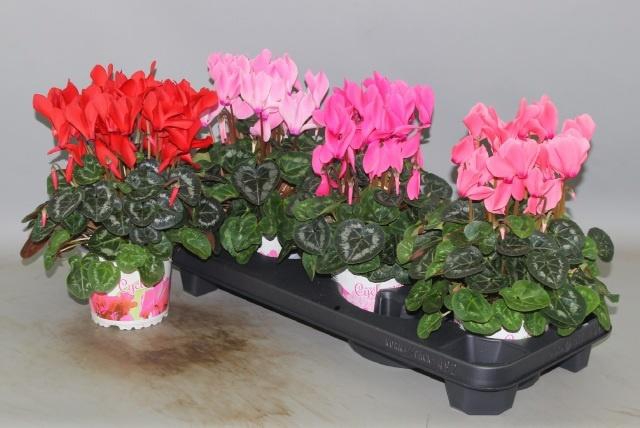 <h4>CYCL GR SUP XL</h4>