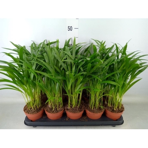 Dypsis lutescens   ...Chrysalidoca