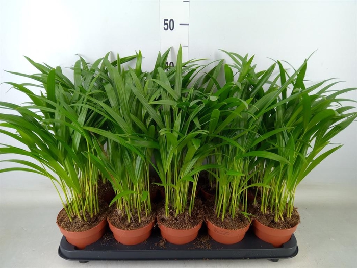 <h4>Dypsis lutescens ...Chrysalidoca</h4>