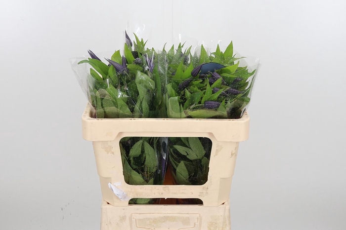 <h4>Clem Amazing Oslo</h4>