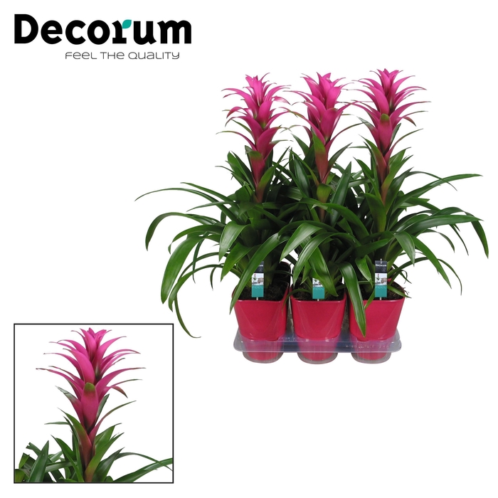 <h4>Guzmania Freya Luxe Keramiek (Decorum)</h4>