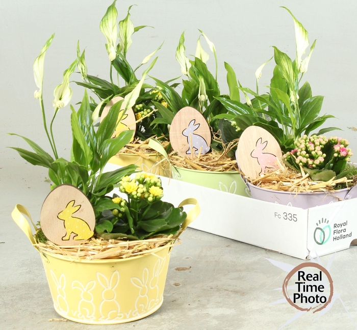 <h4>ARR KAMERPL</h4>