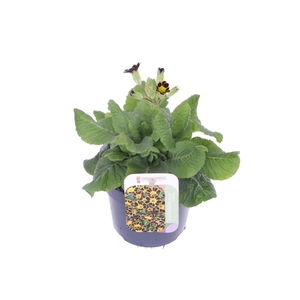 Primula elatior Mister Gold Laced