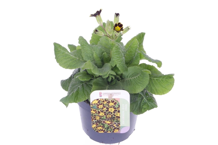 <h4>Primula elatior Mister Gold Laced</h4>