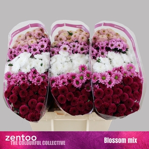 Chrys sa mix blossom