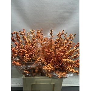 ILEX VE WINTER GOLD