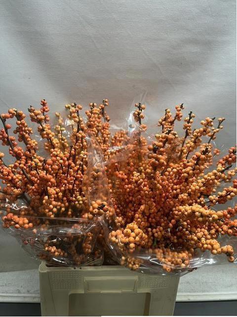 <h4>ILEX VE WINTER GOLD</h4>