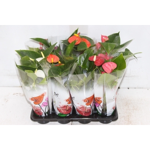 ANTHURIUM VARIADO P06