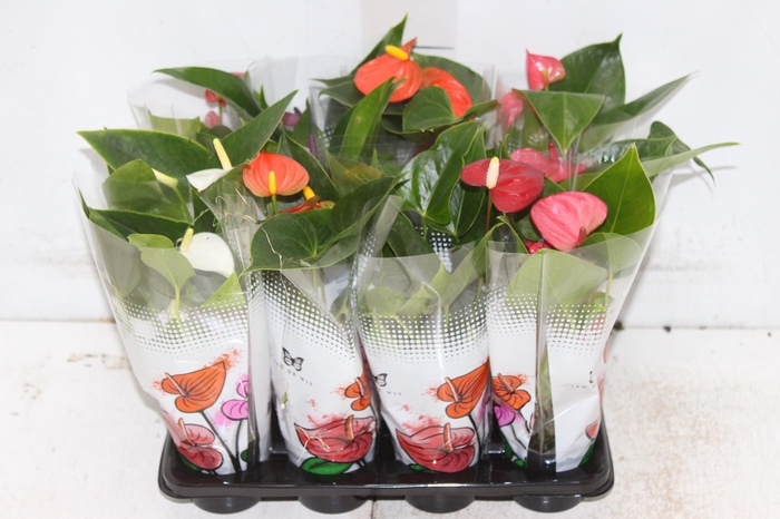 <h4>ANTHURIUM VARIADO P06</h4>