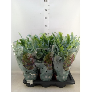 Phlebodium aureum 'Blue Star'