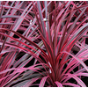 Cordyline australis 'Variegata'