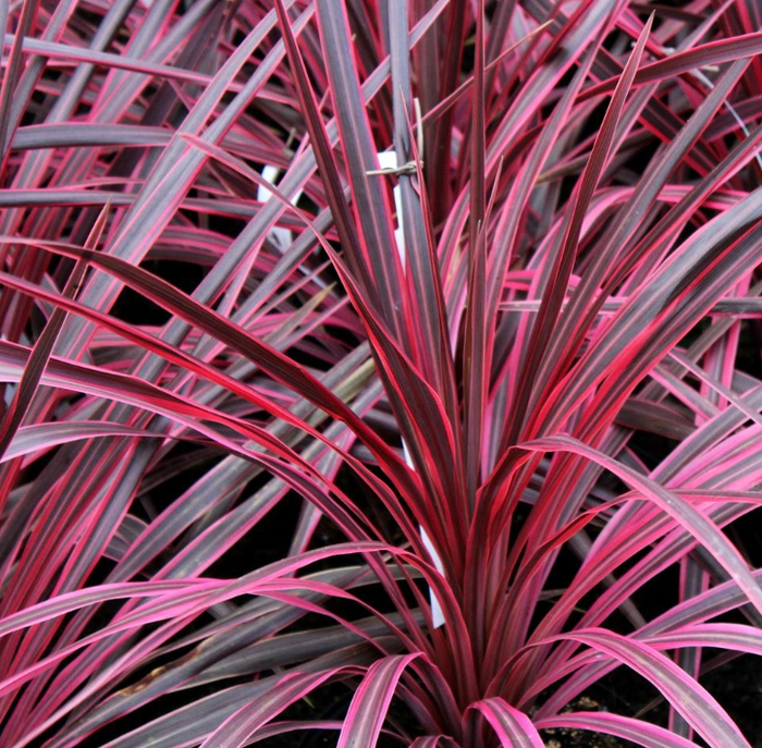 Cordyline australis 'Variegata'