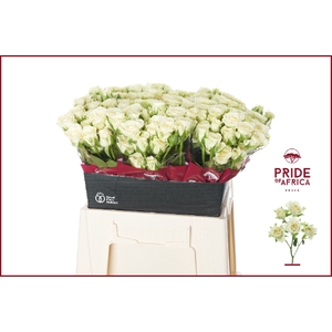 Rosa spray snowflake