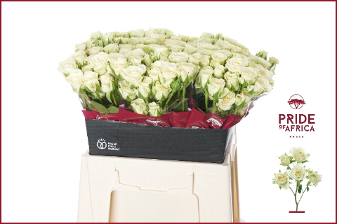 <h4>Rosa spray snowflake</h4>