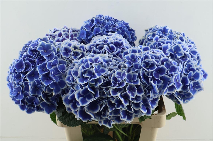 <h4>Hydr M Beau Dali 60-20</h4>