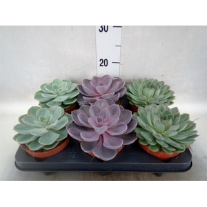 Echeveria   ...mix