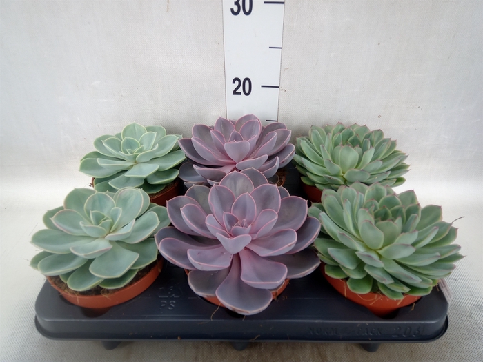 <h4>Echeveria   ...mix</h4>