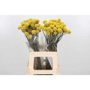 Cras Paintball Jumbo