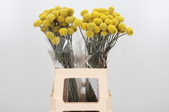 <h4>Cras Paintball Jumbo</h4>