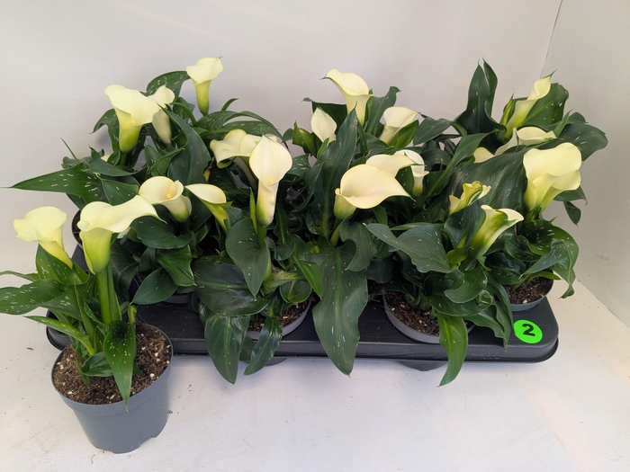 <h4>ZANT CAPT FRESCO</h4>