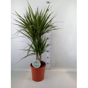 Dracaena marg.