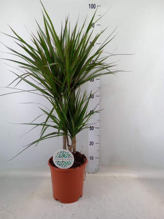 <h4>Dracaena marg.</h4>