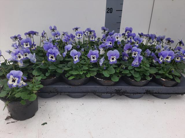 <h4>VIO CO EM MARINA</h4>