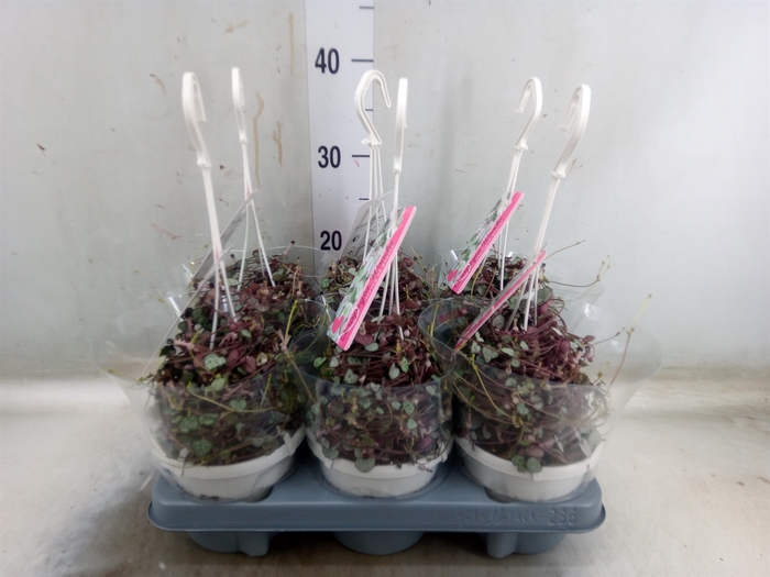 <h4>Ceropegia woodii 'Silver Glory'</h4>