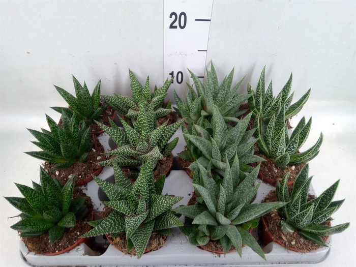 <h4>Aloe ...mix</h4>