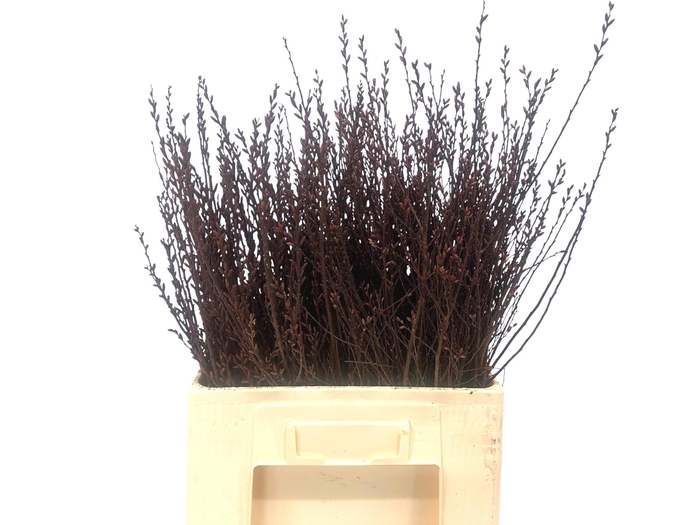 <h4>MYRICA GALE</h4>