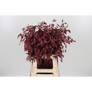 Chasmantium Kl Bh Bordeaux