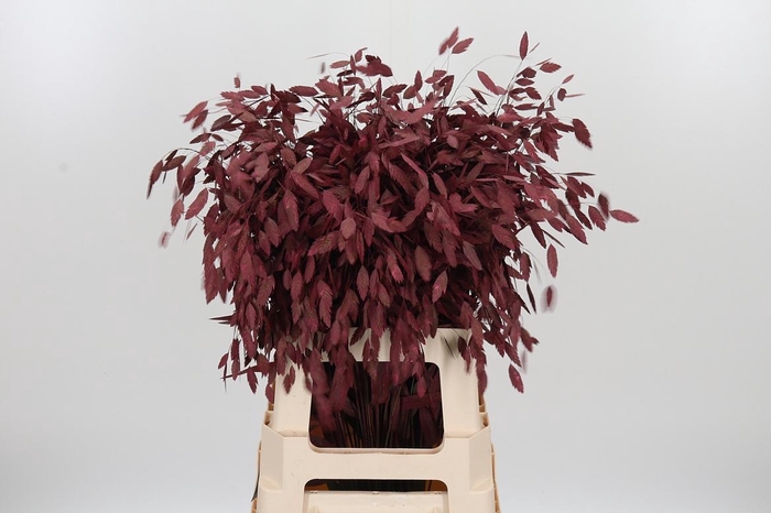 <h4>Chasmantium Kl Bh Bordeaux</h4>