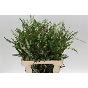Grevillea ivanhoe bronze