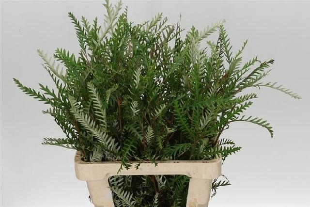 <h4>Grevillea ivanhoe bronze</h4>